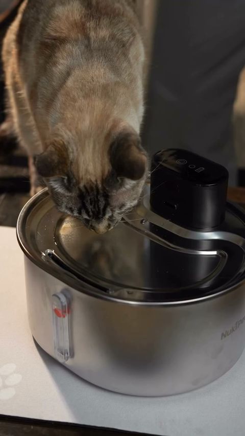 MOFU_B-ROLL_RotorVsBomba_A3_Gato